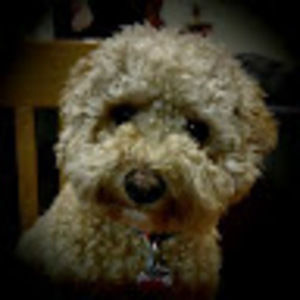 Meet your Posher, Kevin